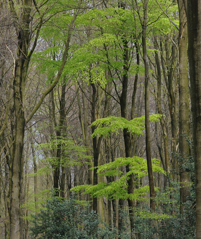 West Woods  Wiltshire New Beech Leaves 2